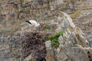 Storch