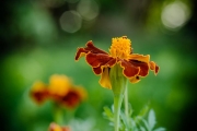 Studentenblume