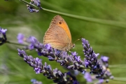 Schmetterling im Lavendel
